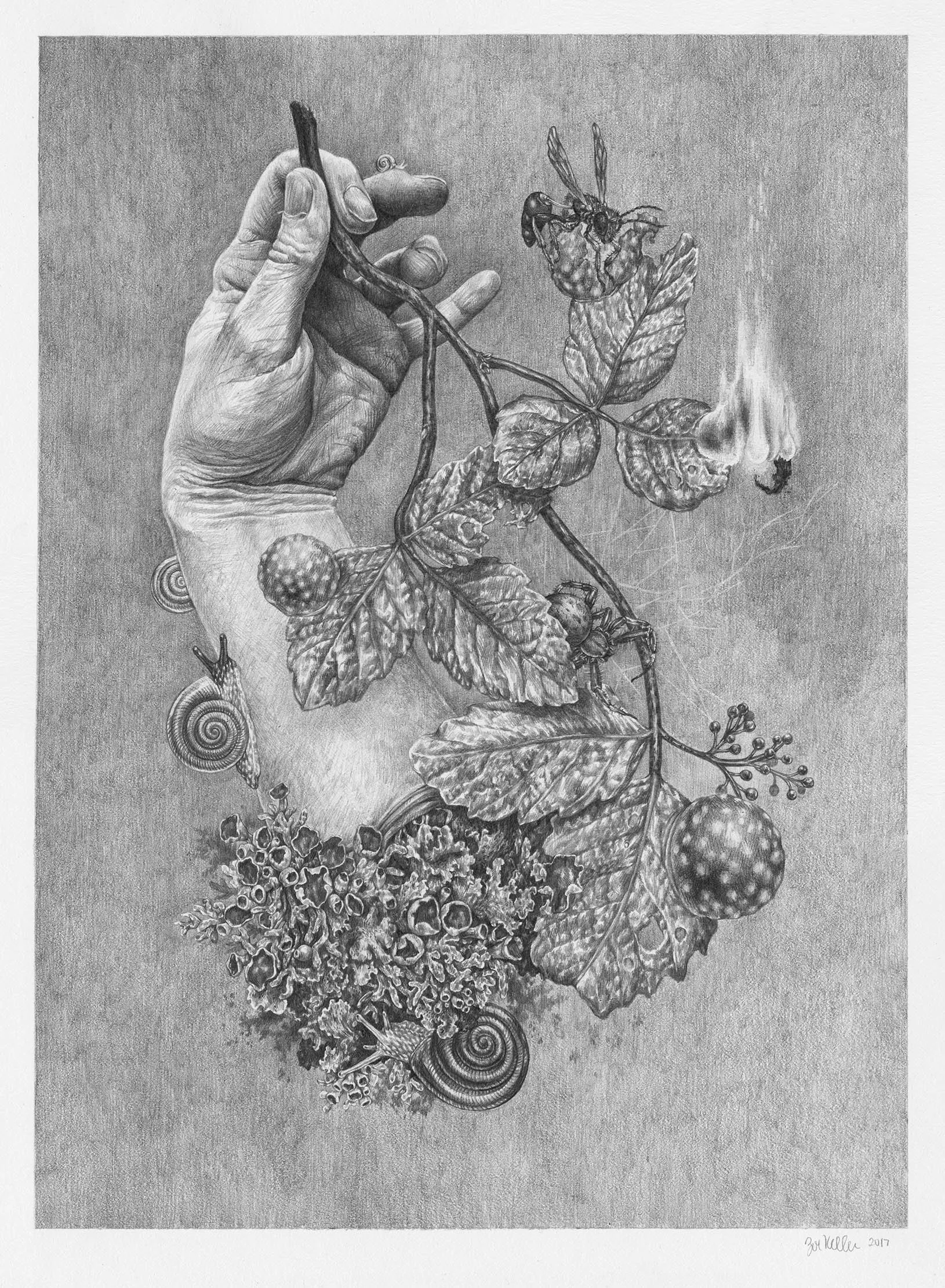 Home — Zoe Keller Nature Art